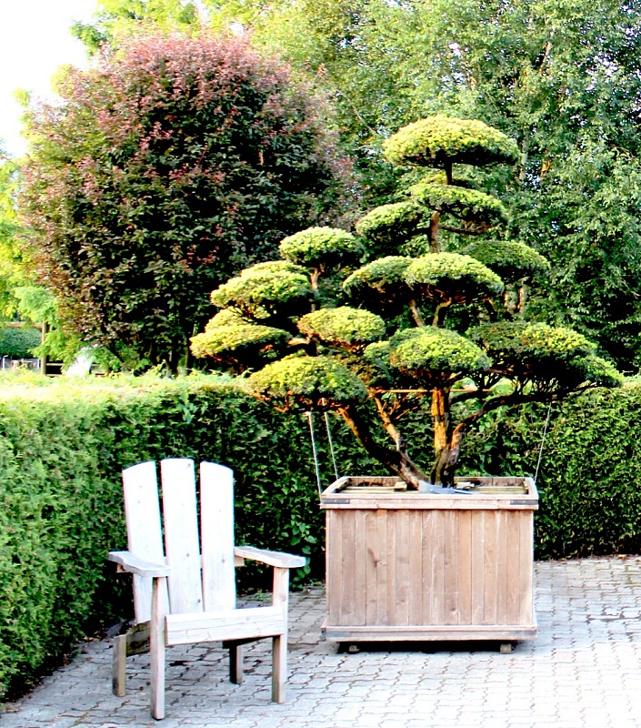 Taxus Cuspidata Bonsai Die Japanische Eibe